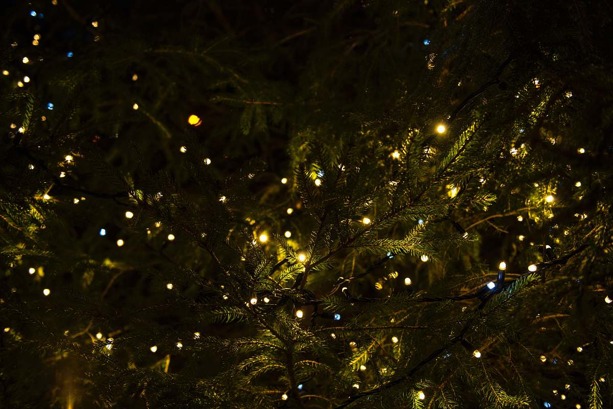 light green tree with yellow lights lights