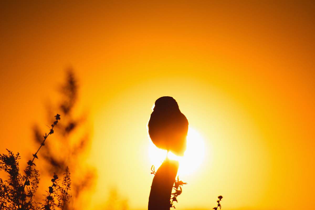 light silhouette of flower bud during sunset sunlight