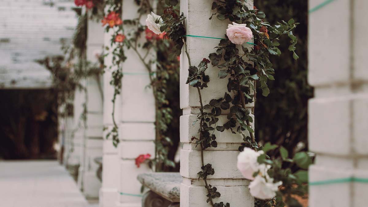 plant white petaled roses on white concrete pillar ivy