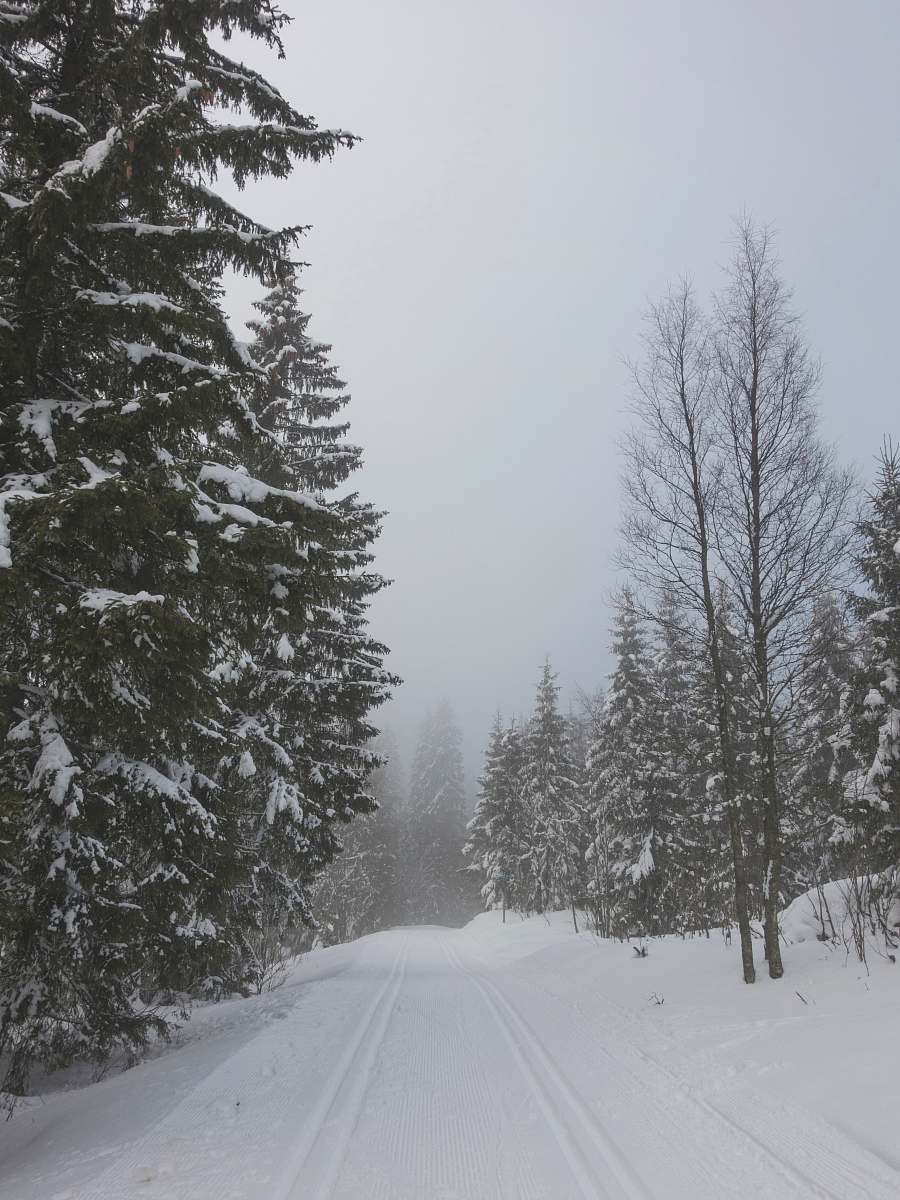 nature tree covered with snow during daytime fir