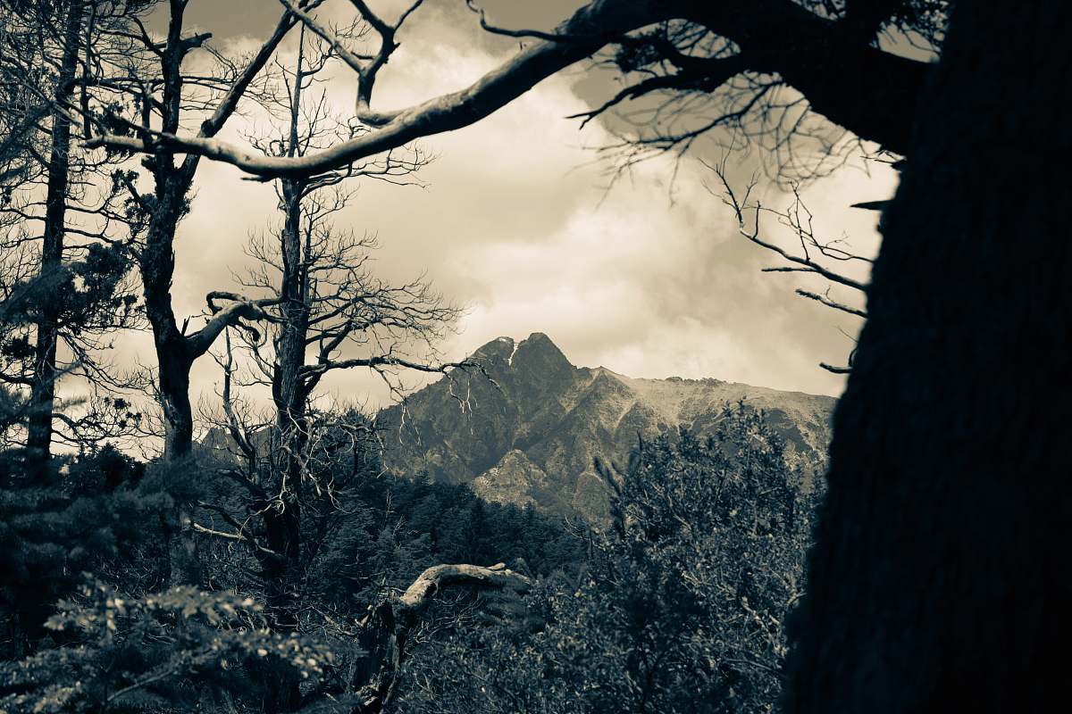 tree rocky mountain photography plant