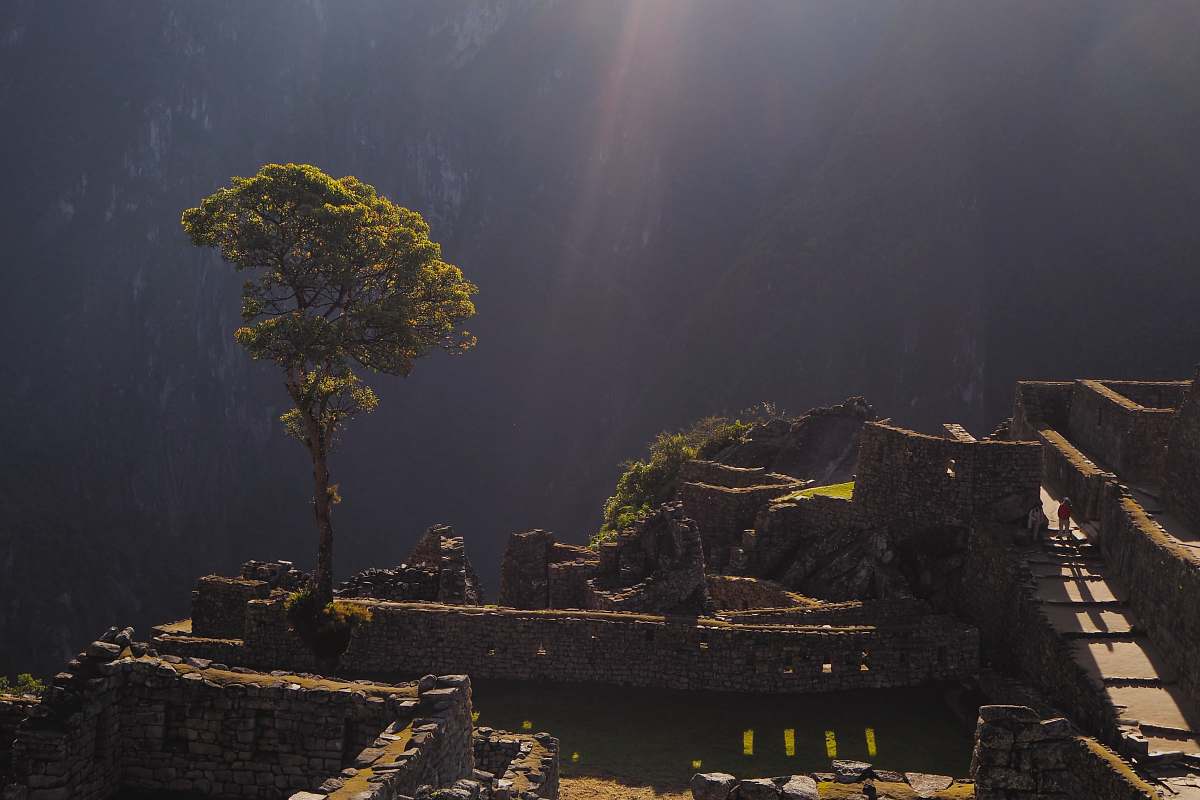 tree photo of person walking on pathway near mountain and trees sunlight