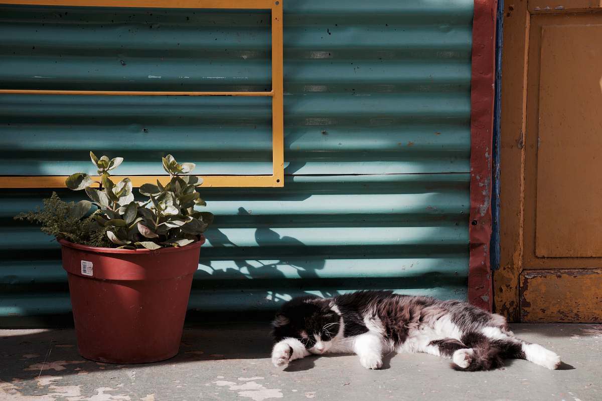 jar cat sleeping near potted plant flora