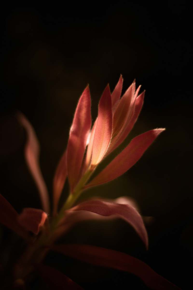 flower closeup photography of pink flower with sun ray hitting its petal blossom