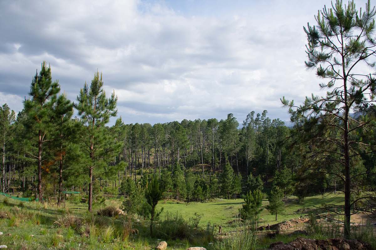 tree white and green house surrounded by trees abies