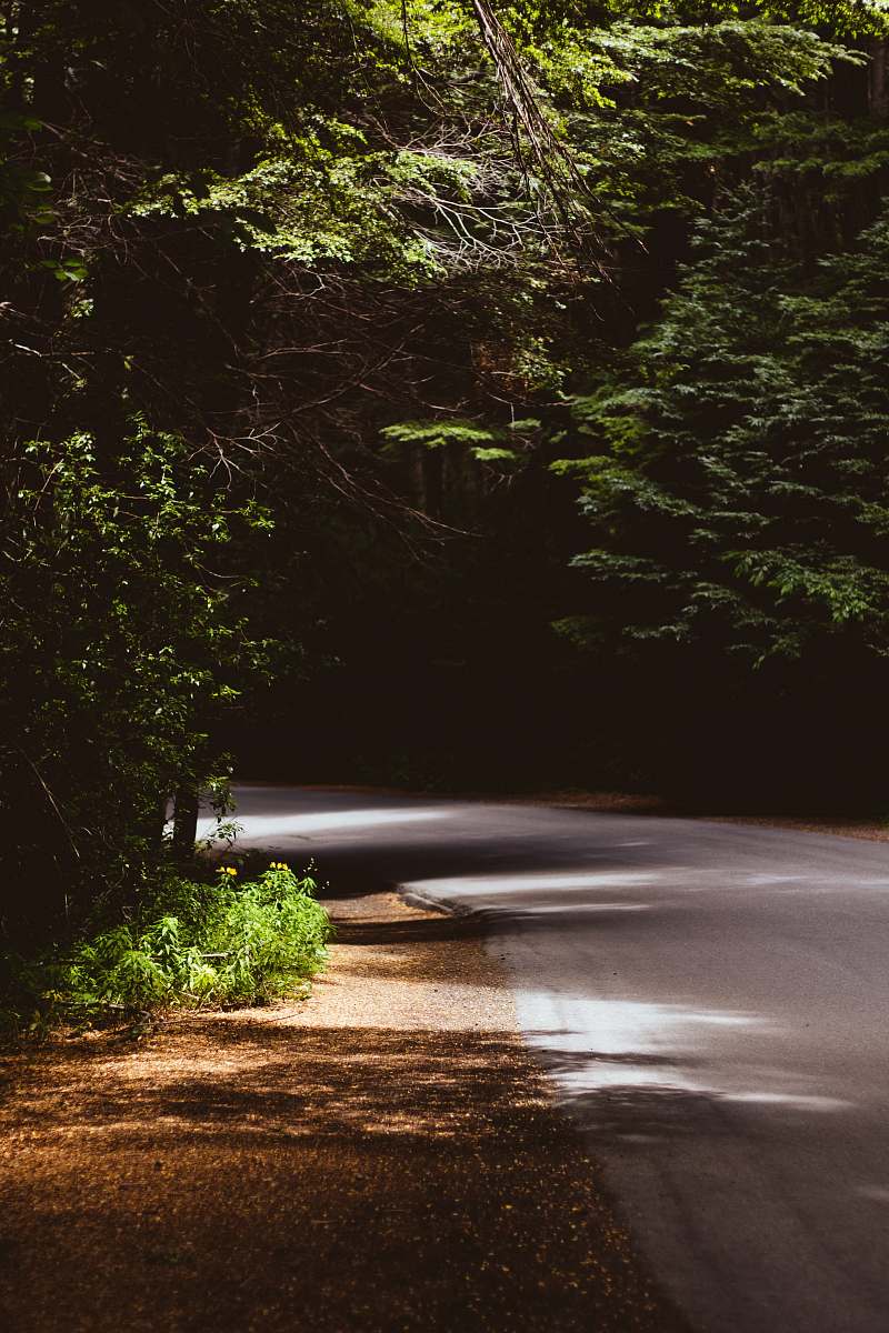tree empty road covered with tree leaves during daytime plant