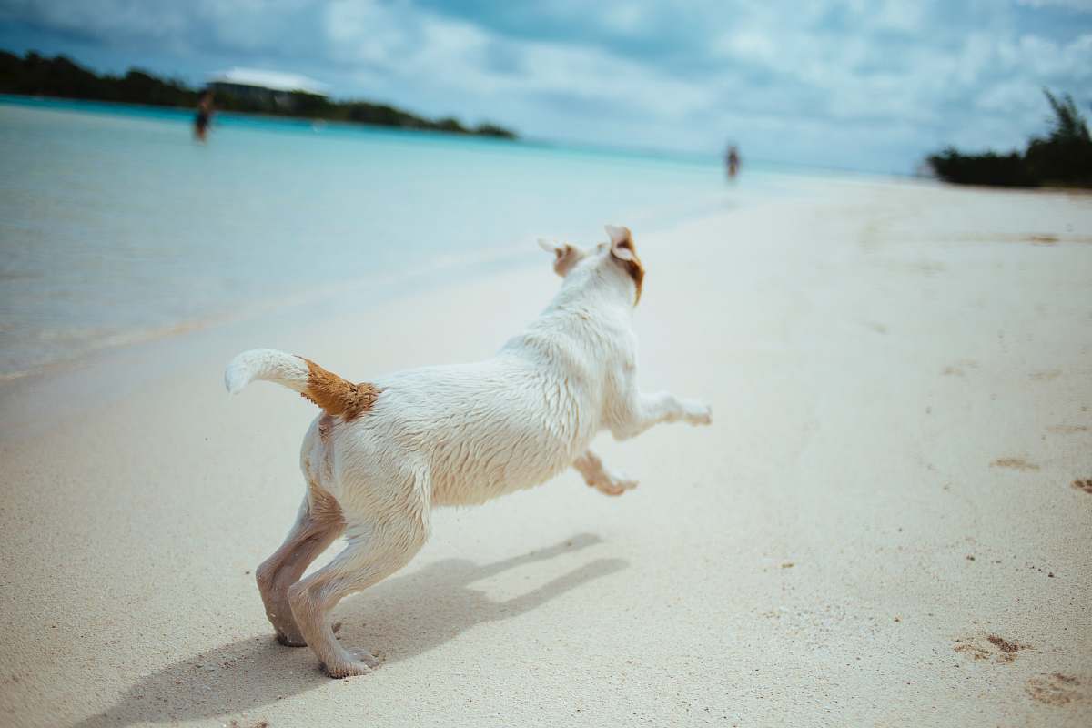 dog short-coated white and brown dog running in the seashore pet