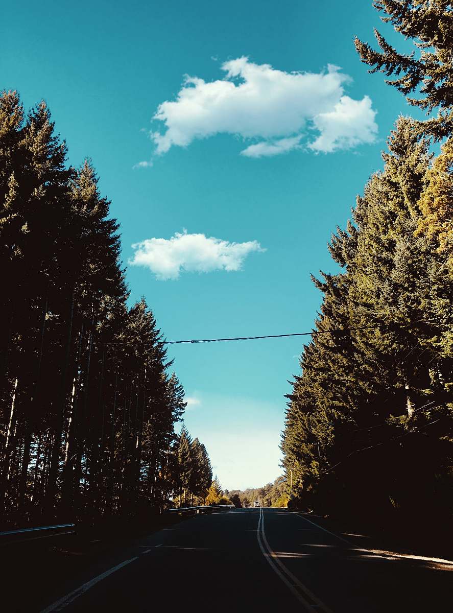 road concrete road surrounded with trees argentina