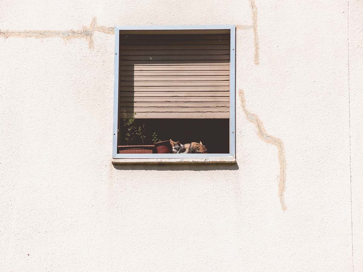 curtain two green leafed plants in white wooden framed window home decor