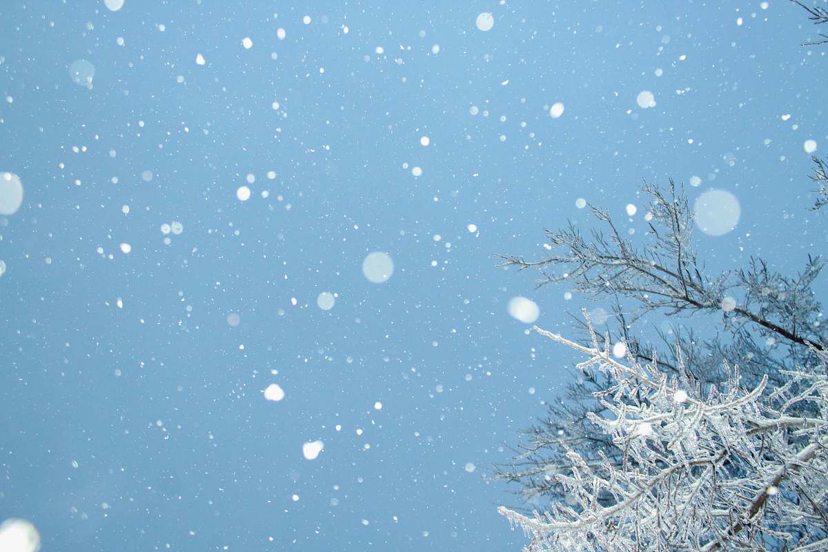 Immerse yourself in the tranquil beauty of an outdoor winter scene, where fluffy snowflakes gently descend from the sky, blanketing a serene landscape adorned with tall trees. This picturesque setting captures the essence of a peaceful snowy day, perfect for use in winter-themed projects, holiday promotions, or nature-related content. Ideal for evoking feelings of calm and wonder, this imagery brings the magic of winter into any design.