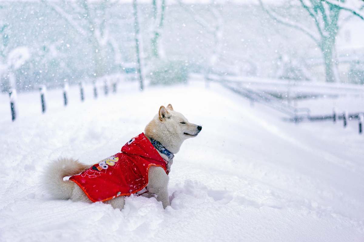 outdoors dog in red Elmo shirt stands on snowfield nature