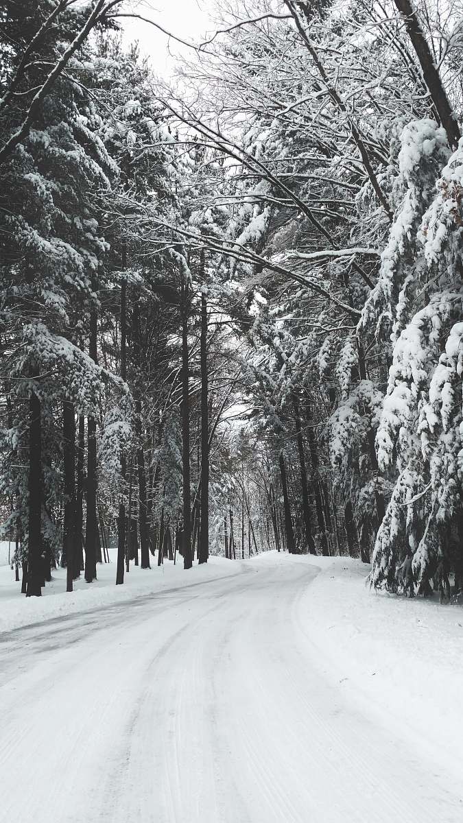 black-and-white road surrounded by trees during winter grey