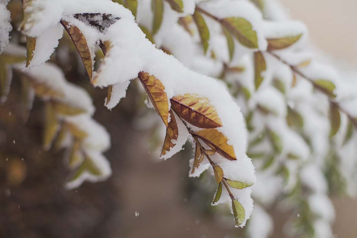 frost snow covered branch tree