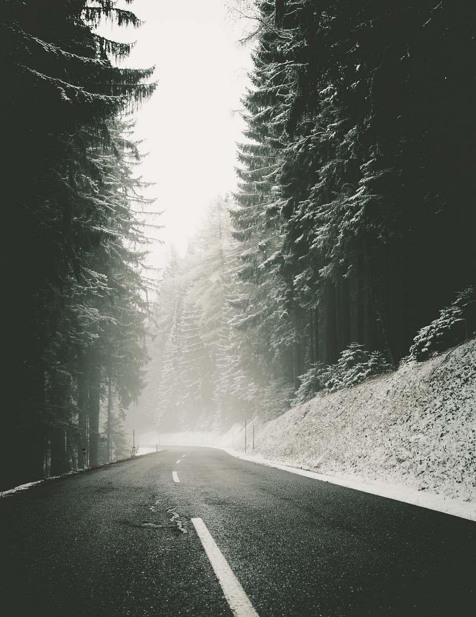 snow foggy road near trees road