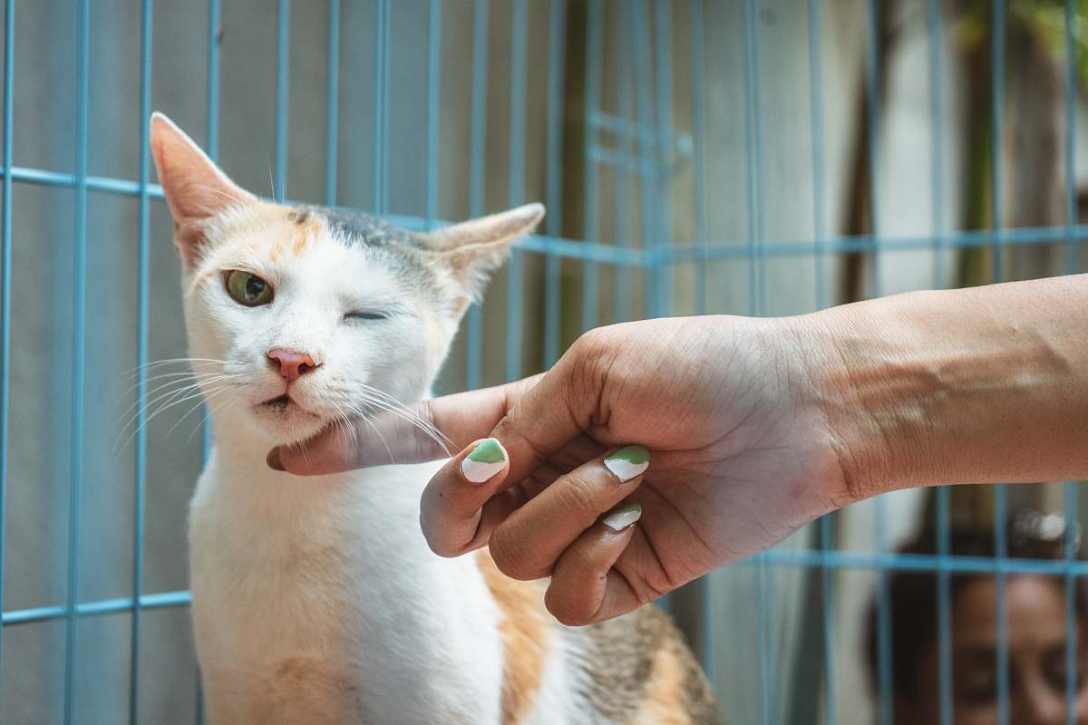 person shallow focus photo of white and orange cat cat