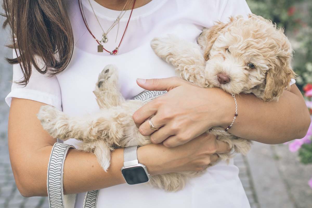 In this heartwarming image, a stylish woman cradles two small dogs in her arms, radiating joy and affection. The delightful scene captures the bond between pet and owner, making it perfect for marketing campaigns, social media posts, or articles focused on pet care, companionship, and fashion accessories. Ideal for projects that celebrate the connection between people and their beloved pets.