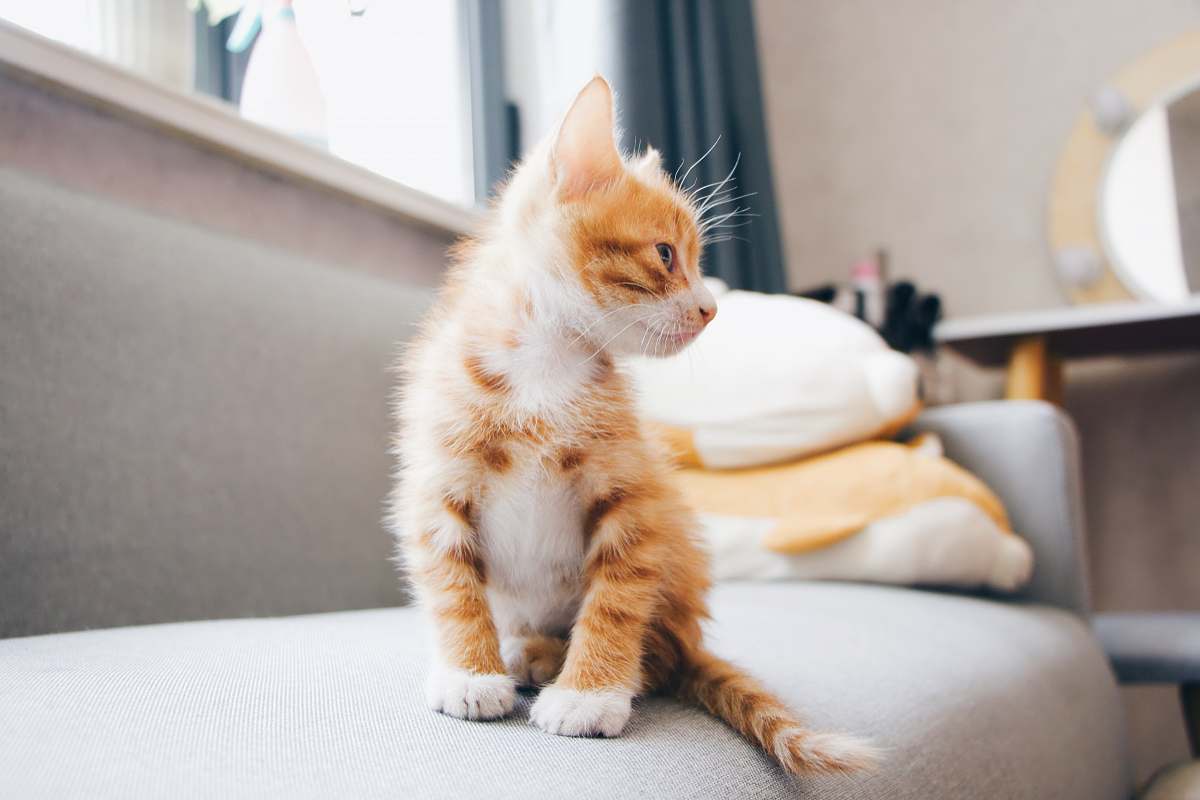 mammal orange and white kitten sitting on sofa cat