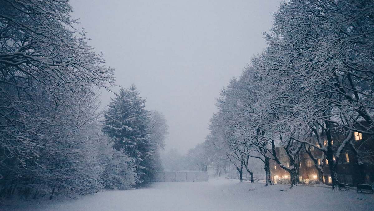 nature snow covered trees during daytime outdoors