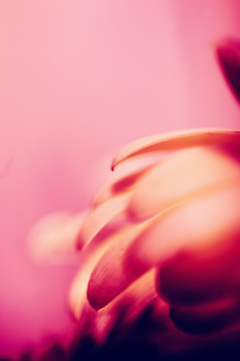 a flower in the sunlight