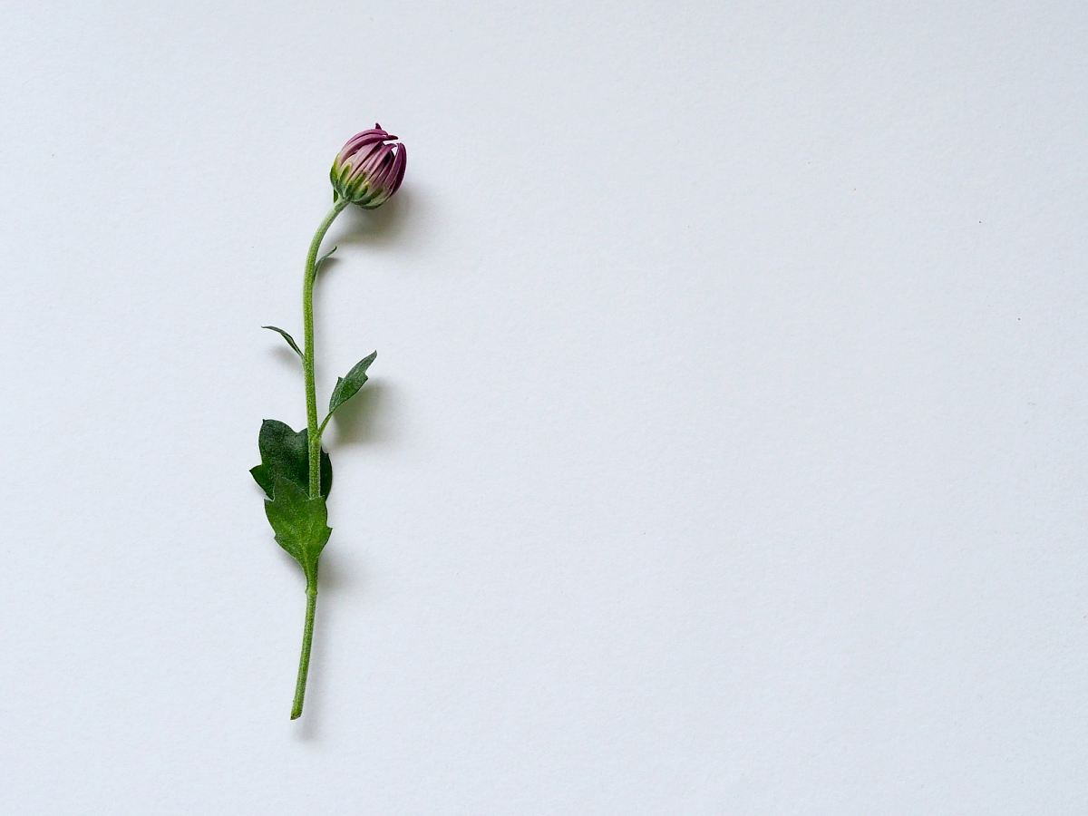 flower on white background