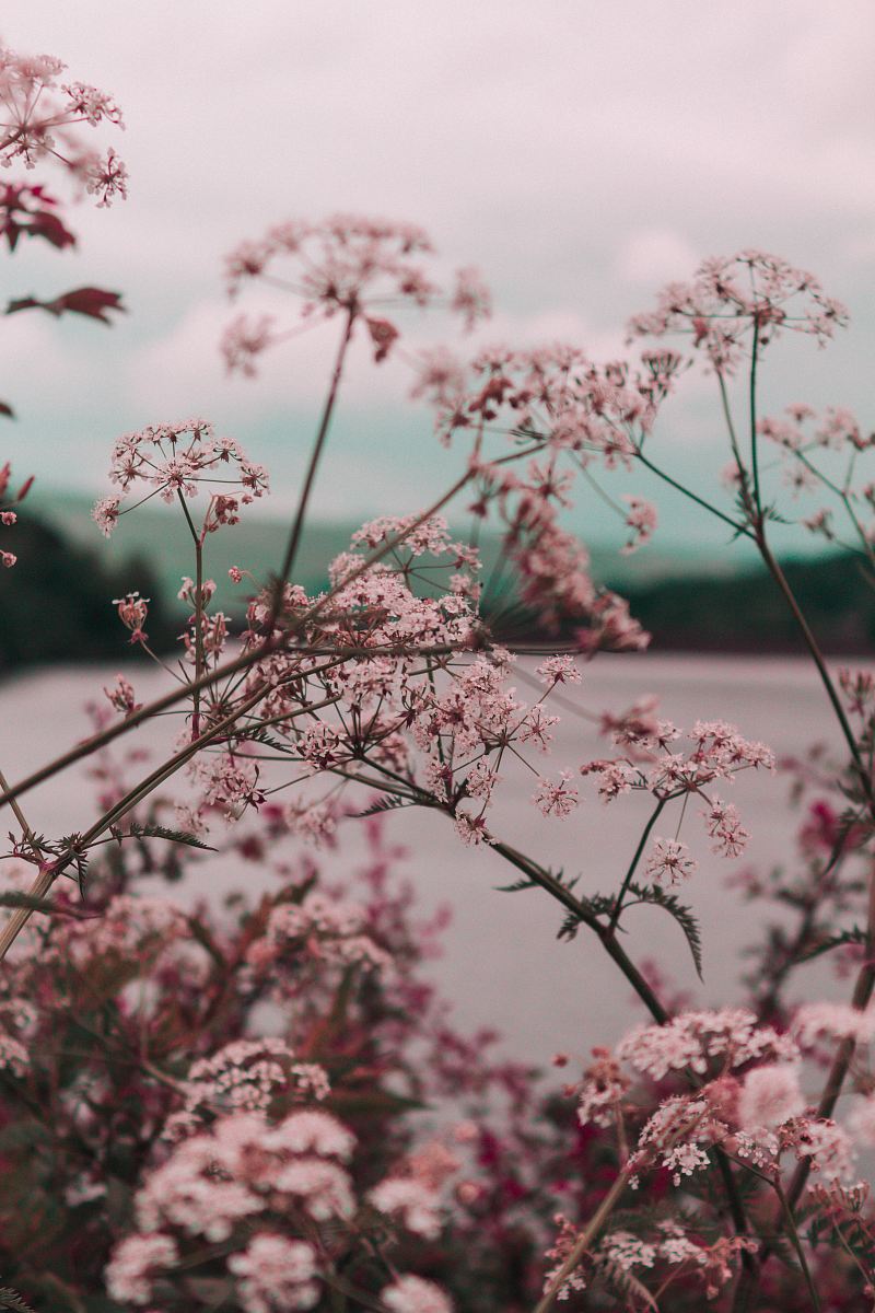 pink flowers during daytime