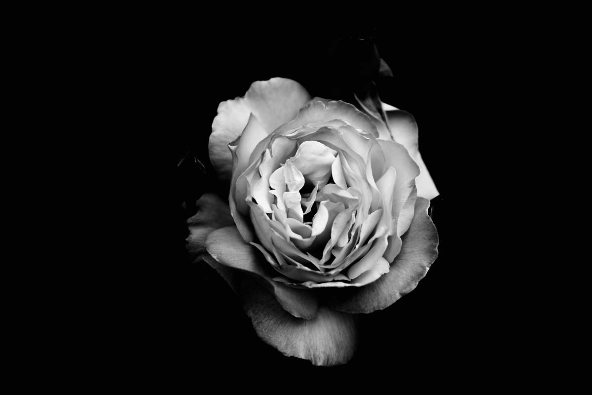flower grayscale photograph of petaled flower blossom