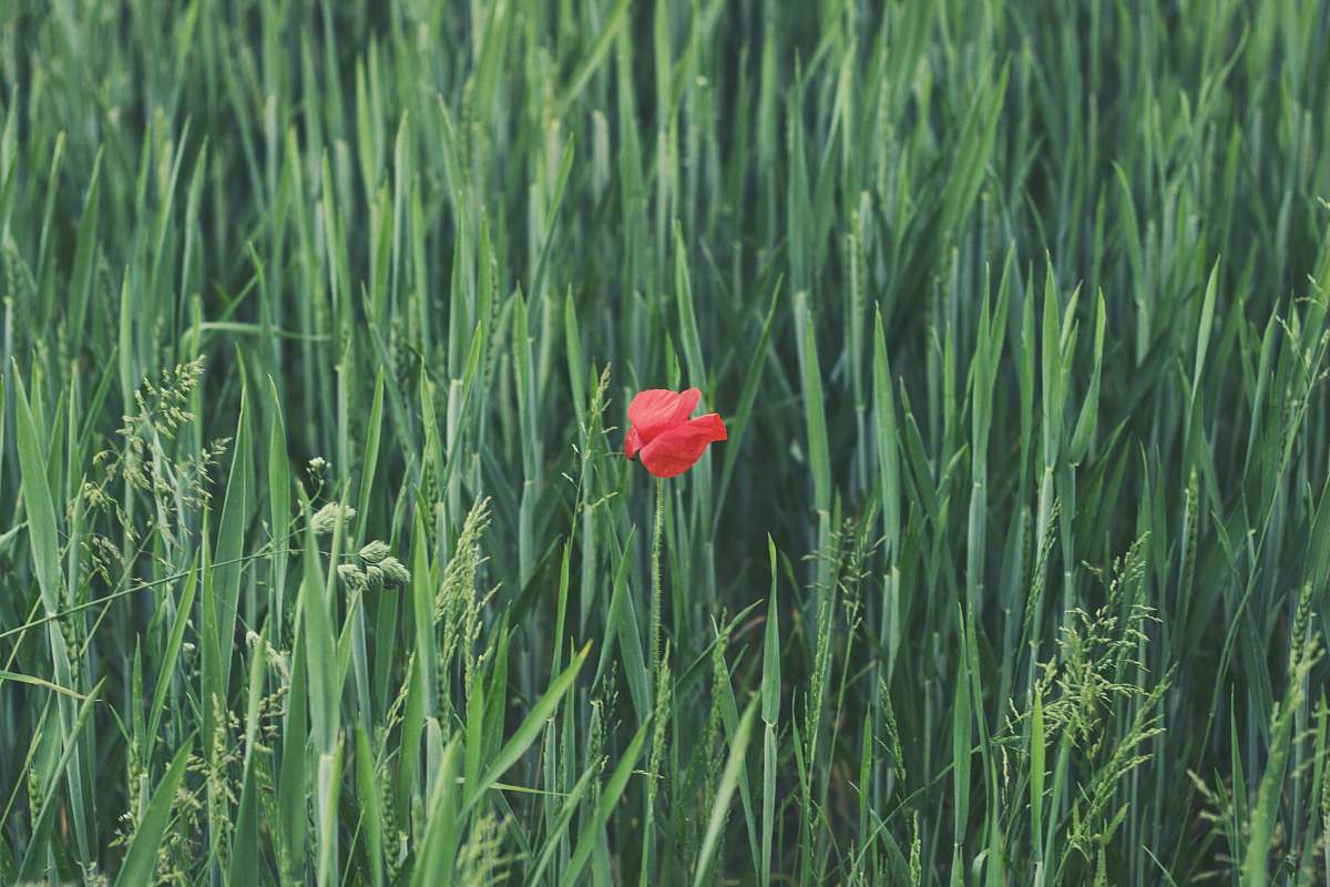 grey red petaled flower on grass field red