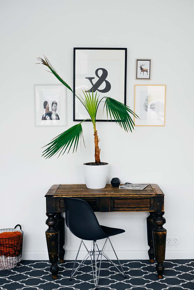 plant green linear leafed plant on white pot interior