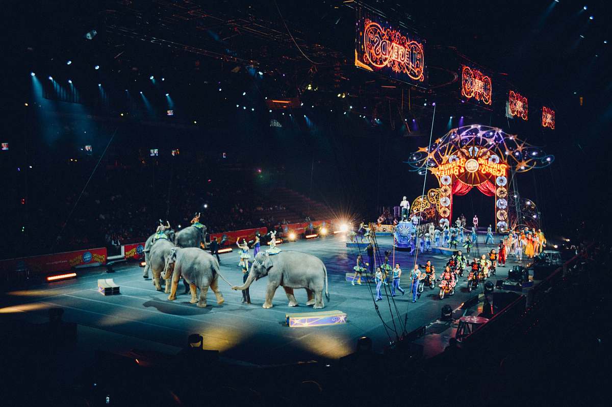 circus gray elephants performing on circus wildlife