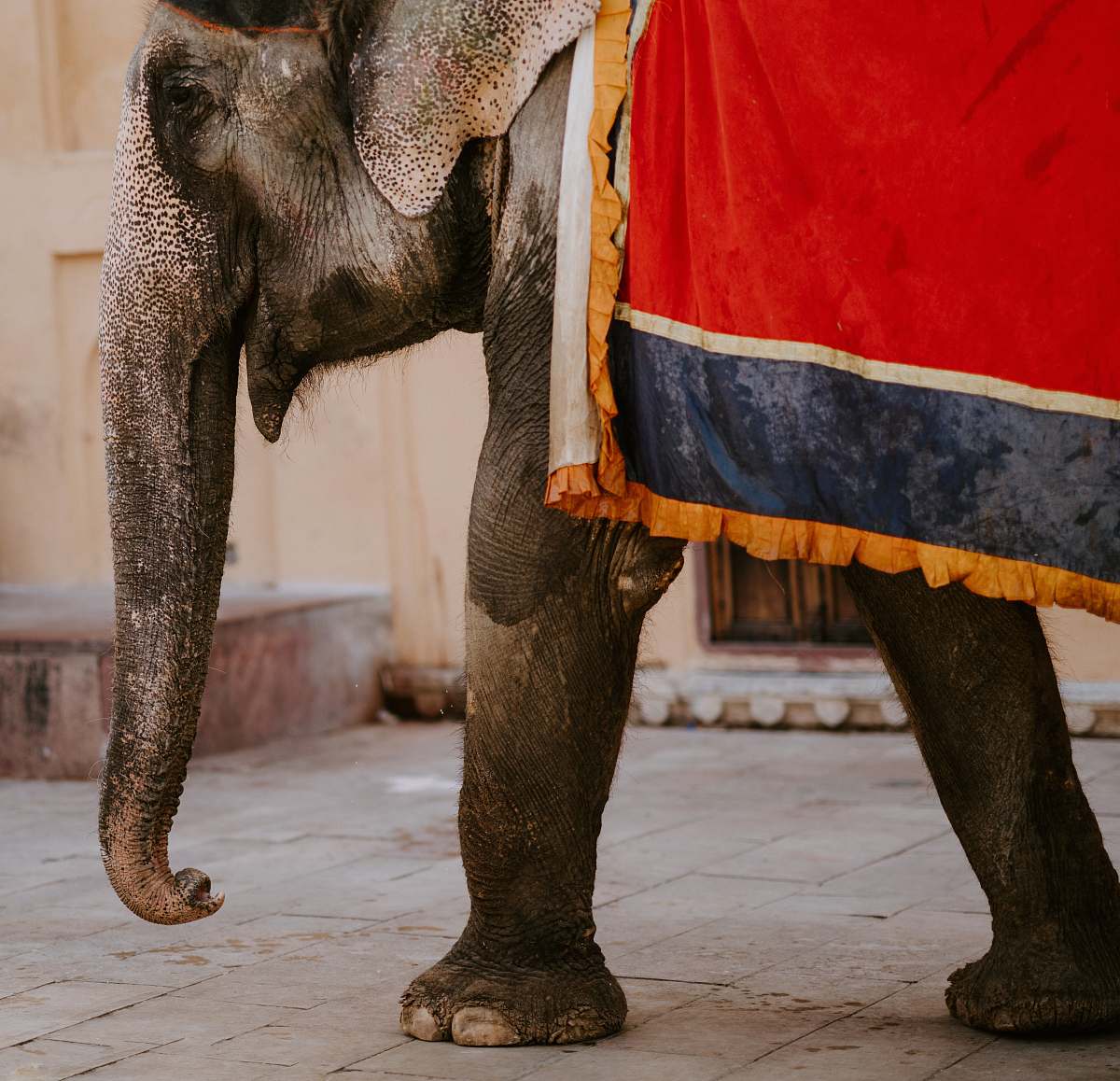 animal photography of walking elephant mammal