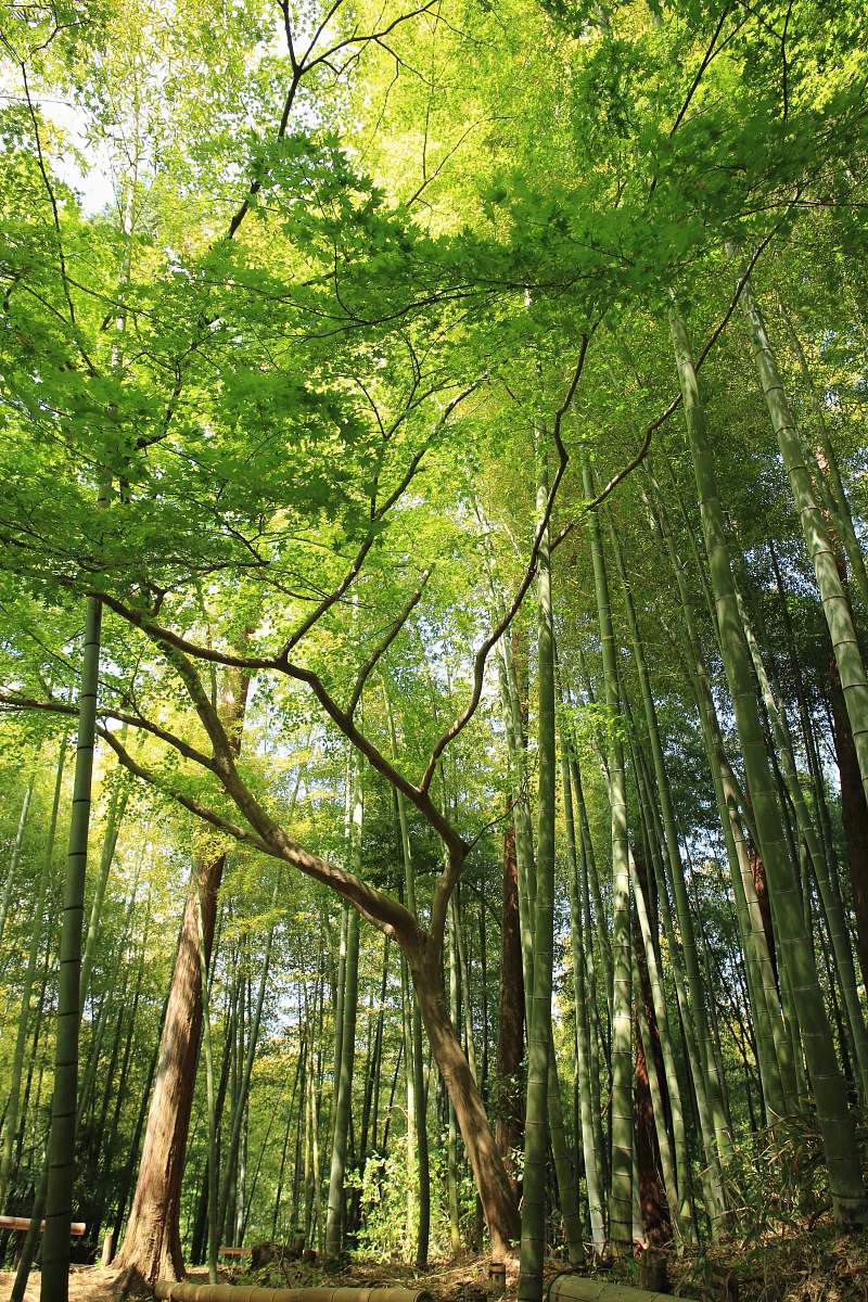tree forest under white sky nature