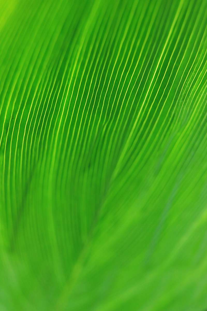 leaf  bokeh