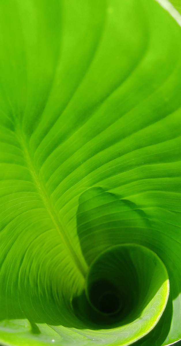 plant  leaf