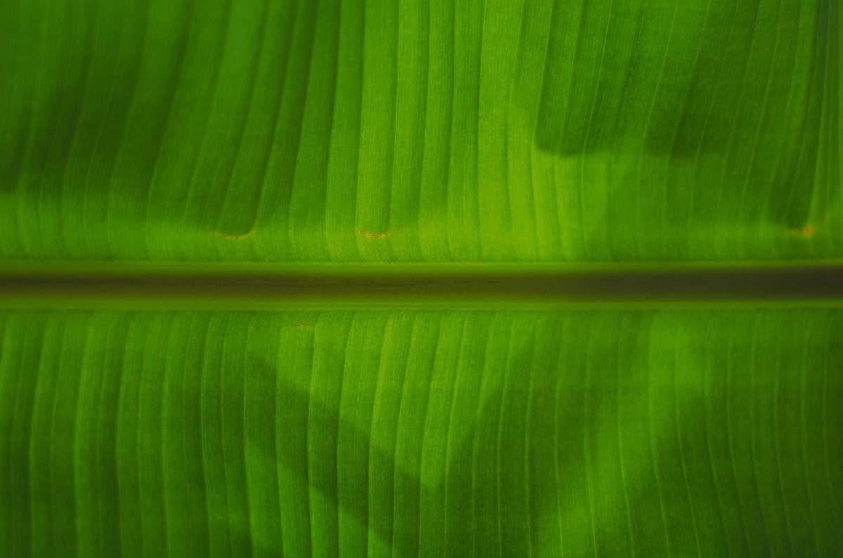plant green banana leaf leaf