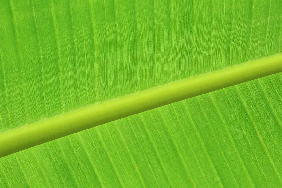 leaf green leaf flora