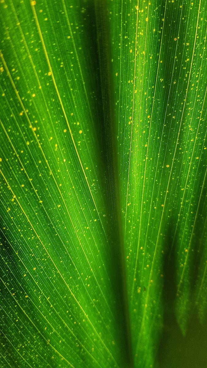 plant green leaf leaf