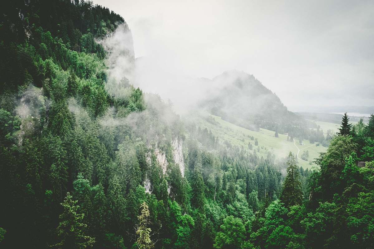 nature green leaf trees sprouts on mountain trees