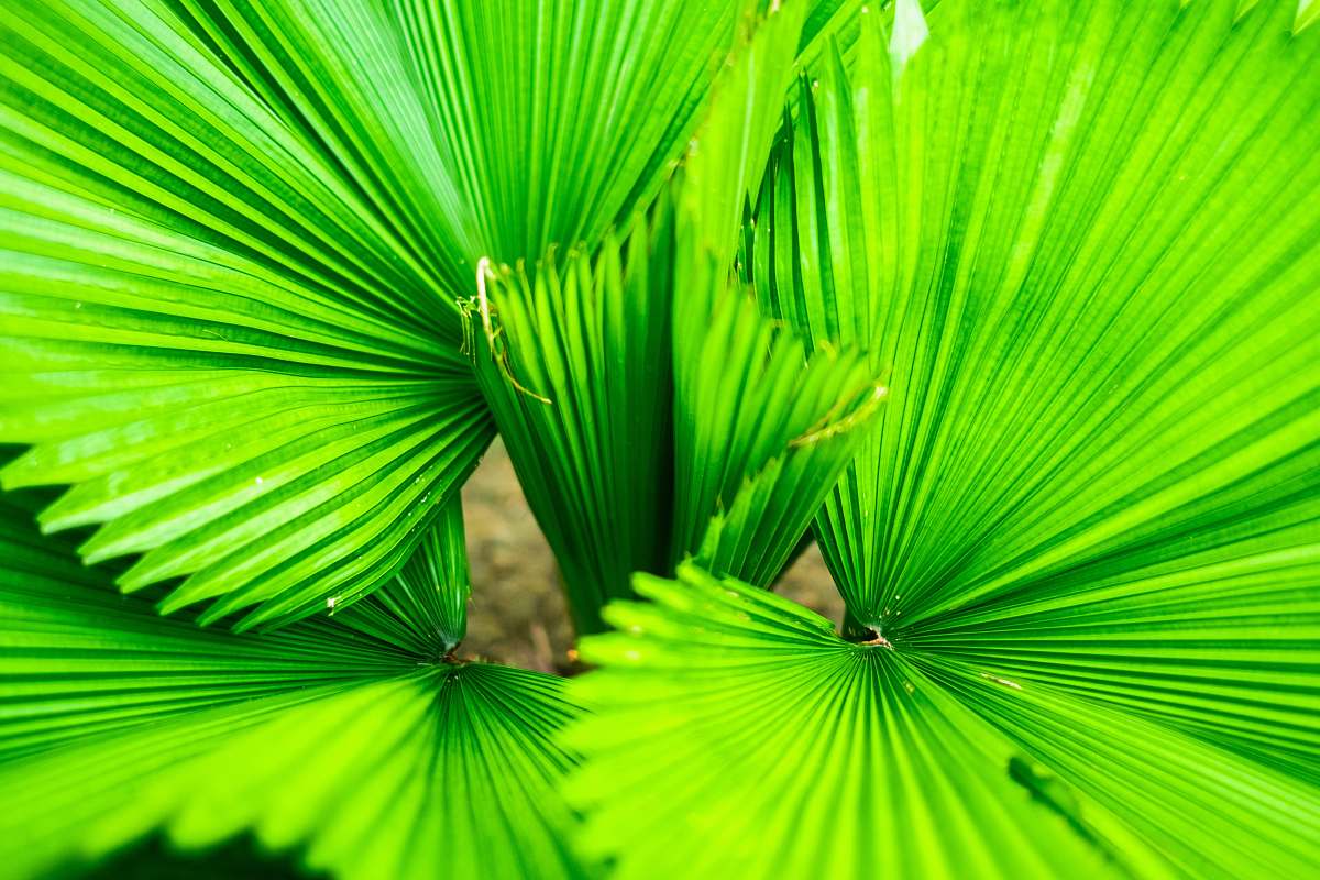 plant green-leafed plant leaf