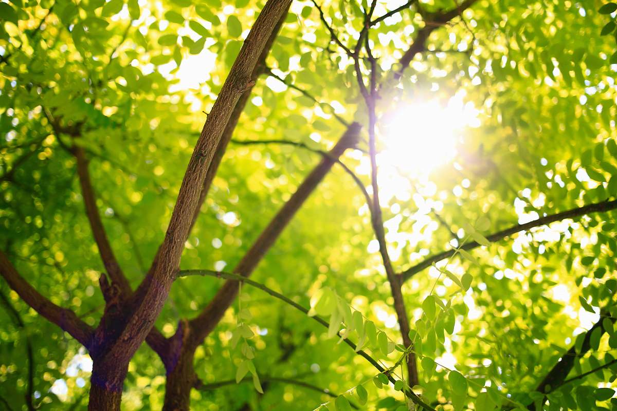 tree green leafed tree with sunlight at daytime sunlight