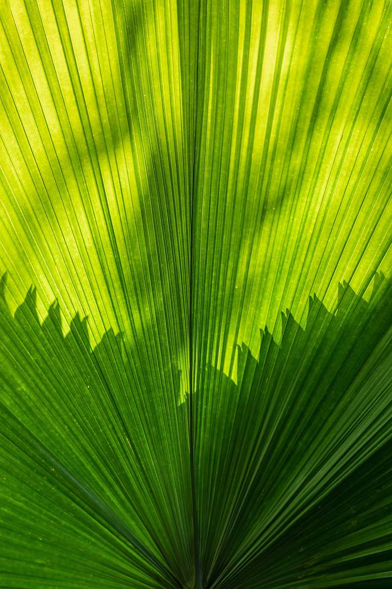 plant green palm leave leaf