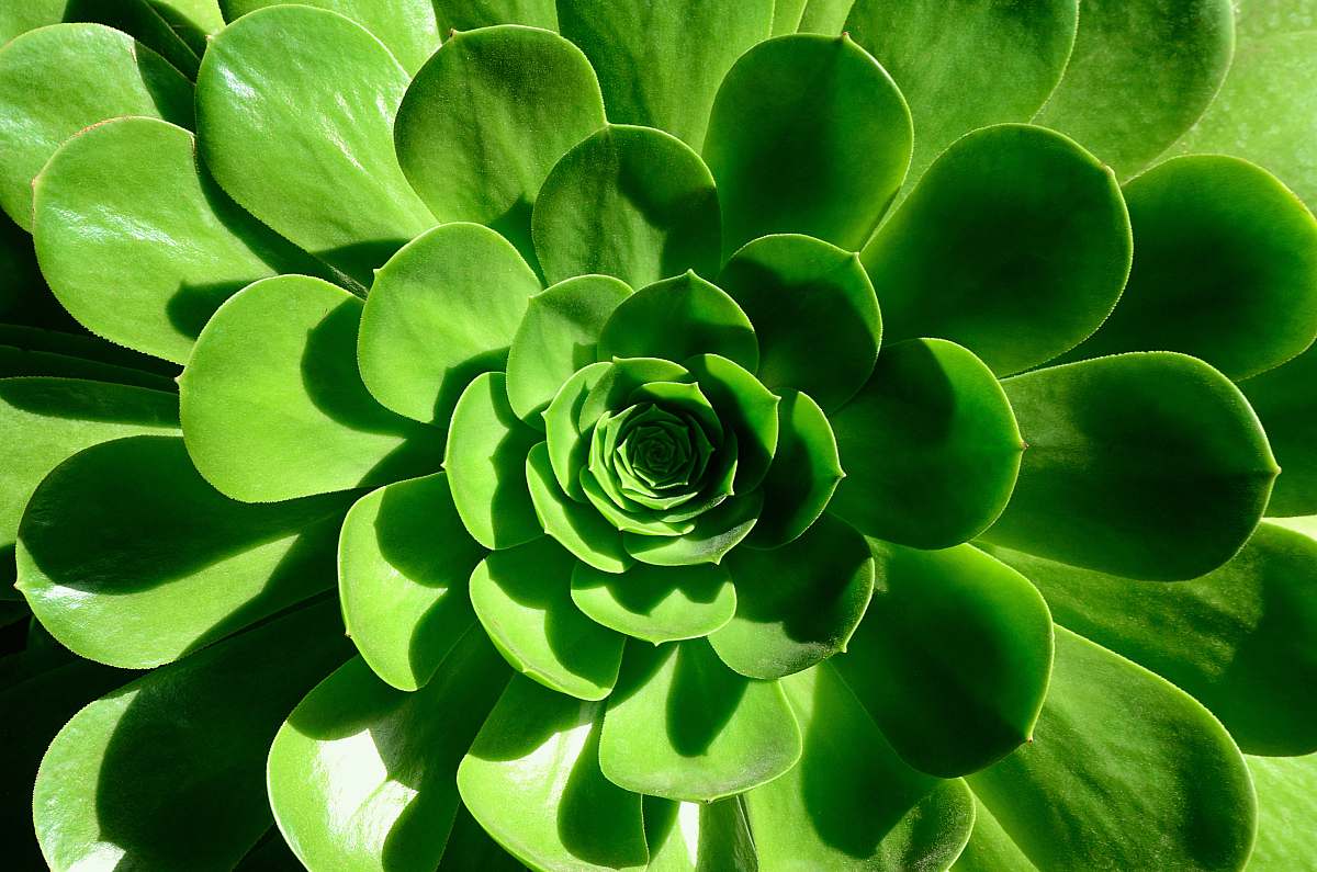 plant green succulent plant pattern