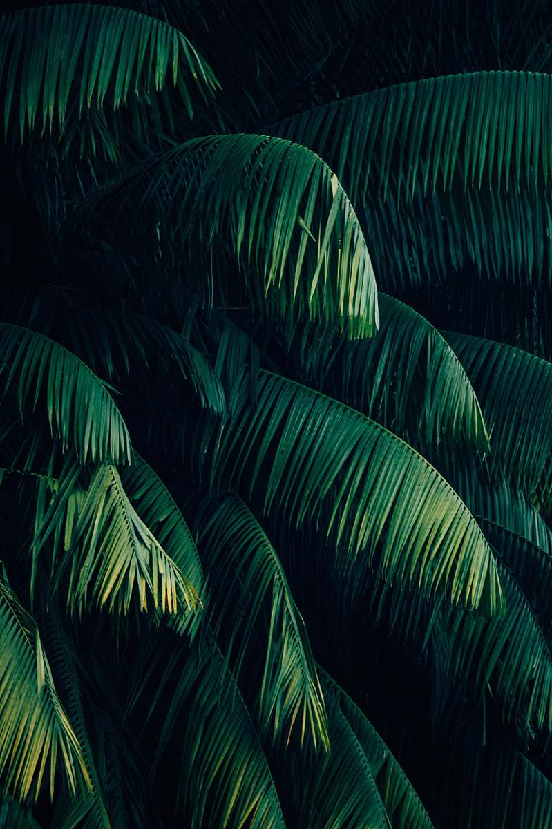 plant palm trees tropical