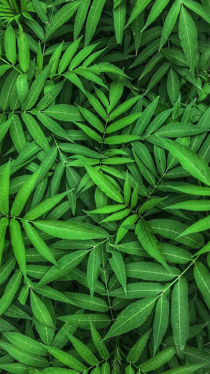plant photo of green plants leaf