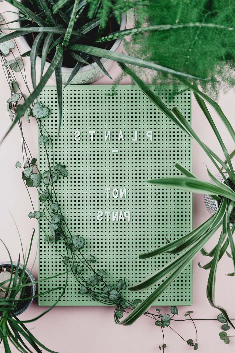 plant Plants No Pants wall decor surrounded with plants thornbury