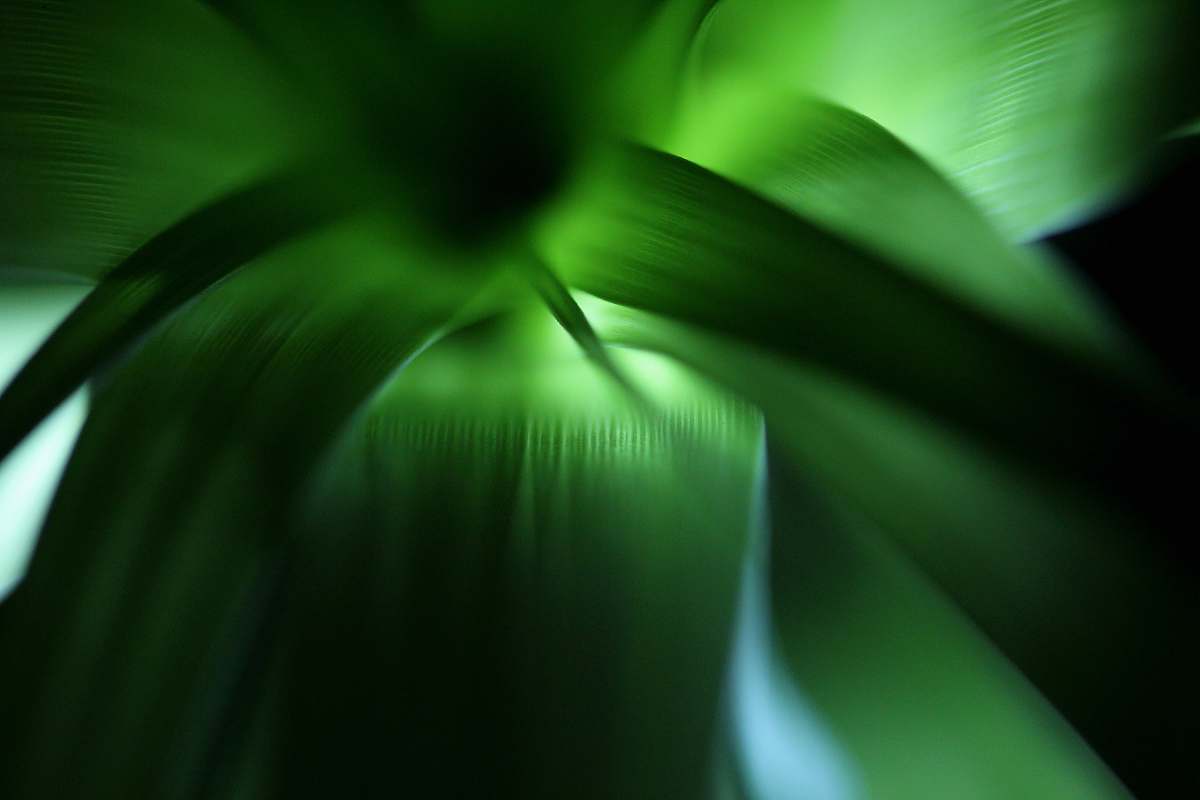 plant selective focus photography of green plant leaf