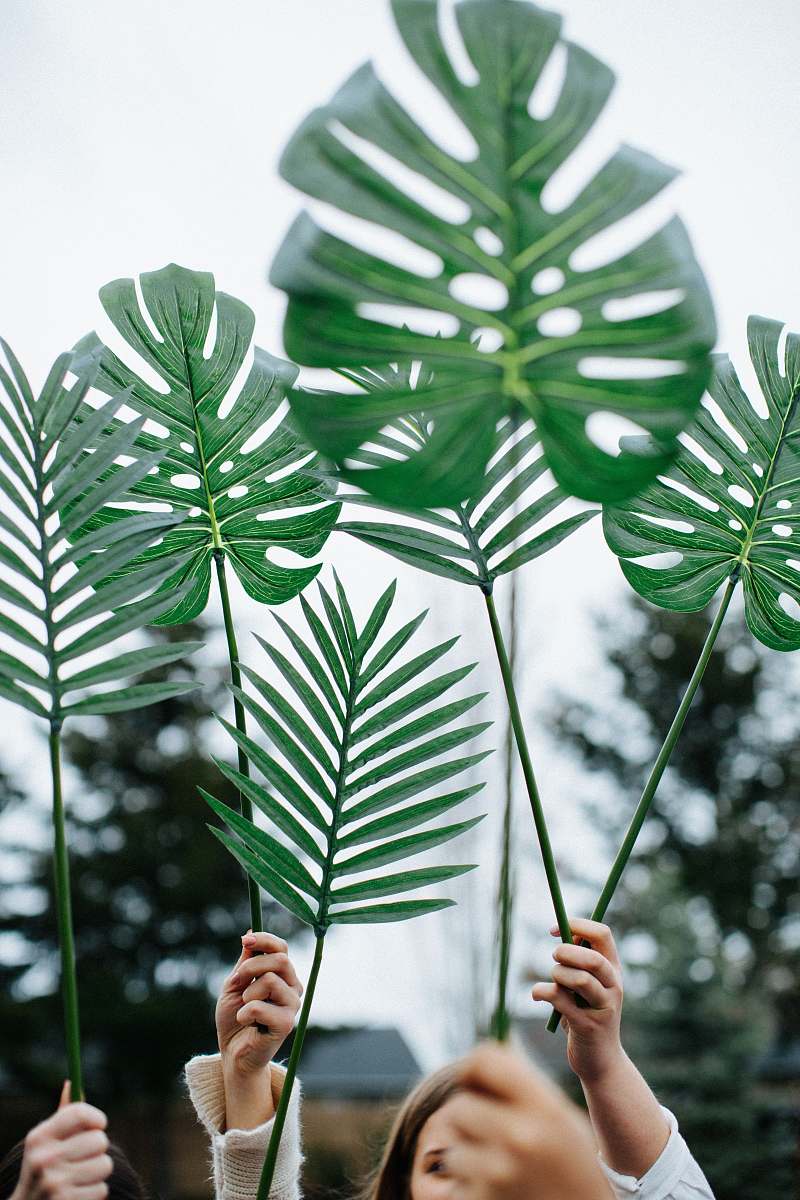 plant swiss plant leaf