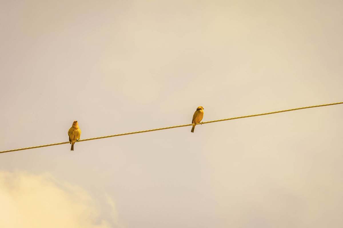 brown two yellow birds on string jaboticatubas