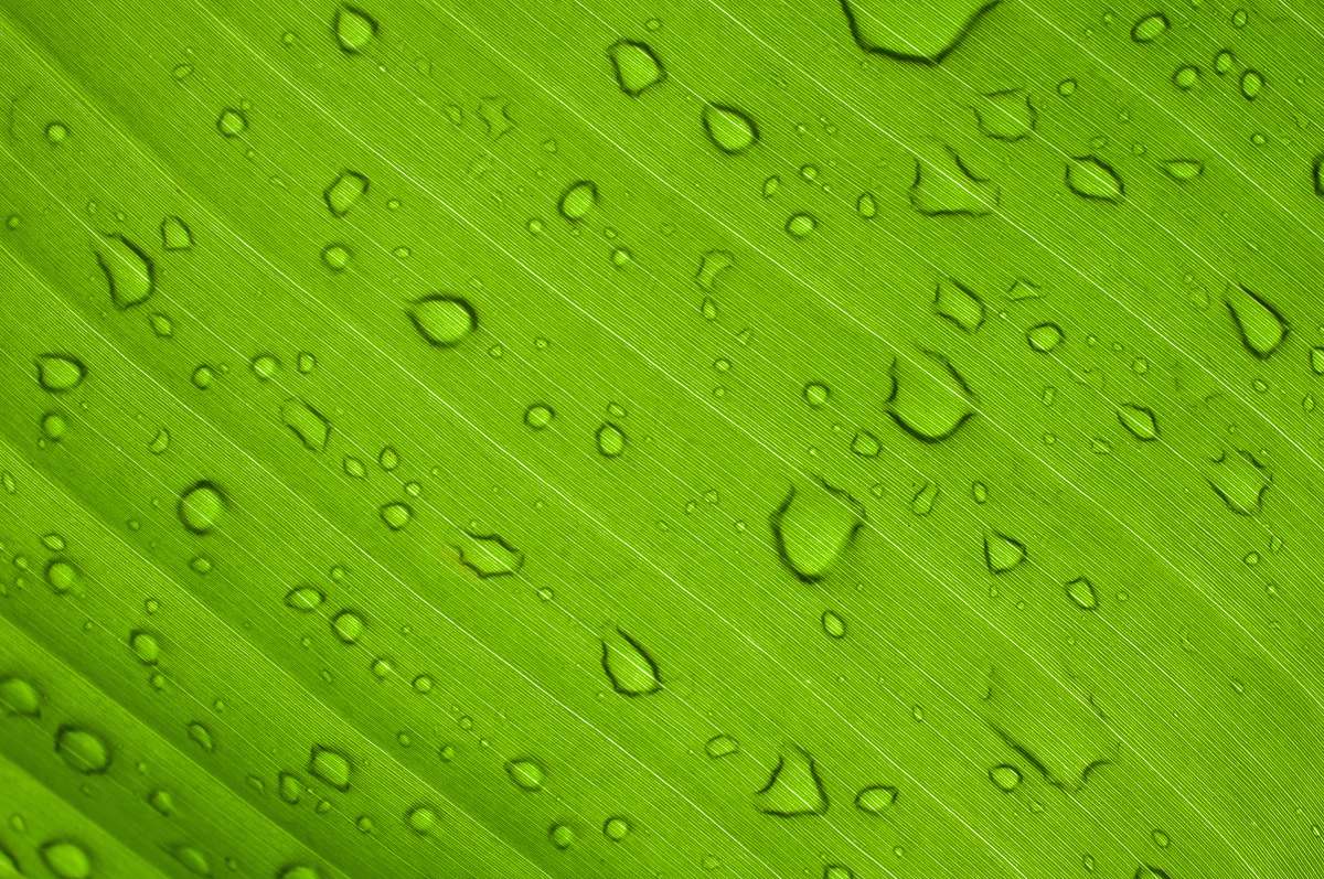 plant water drops on green leaf leaf