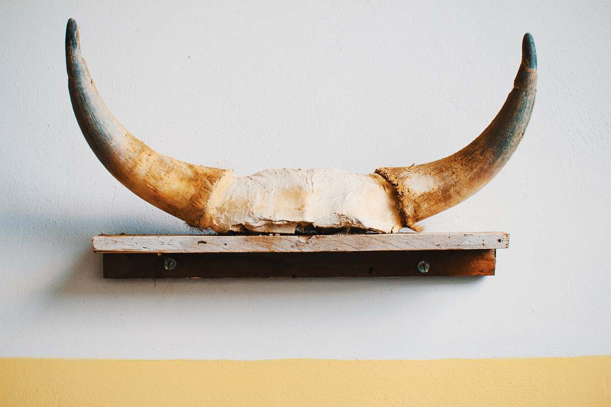 skull brown animal horn on brown shelf decor