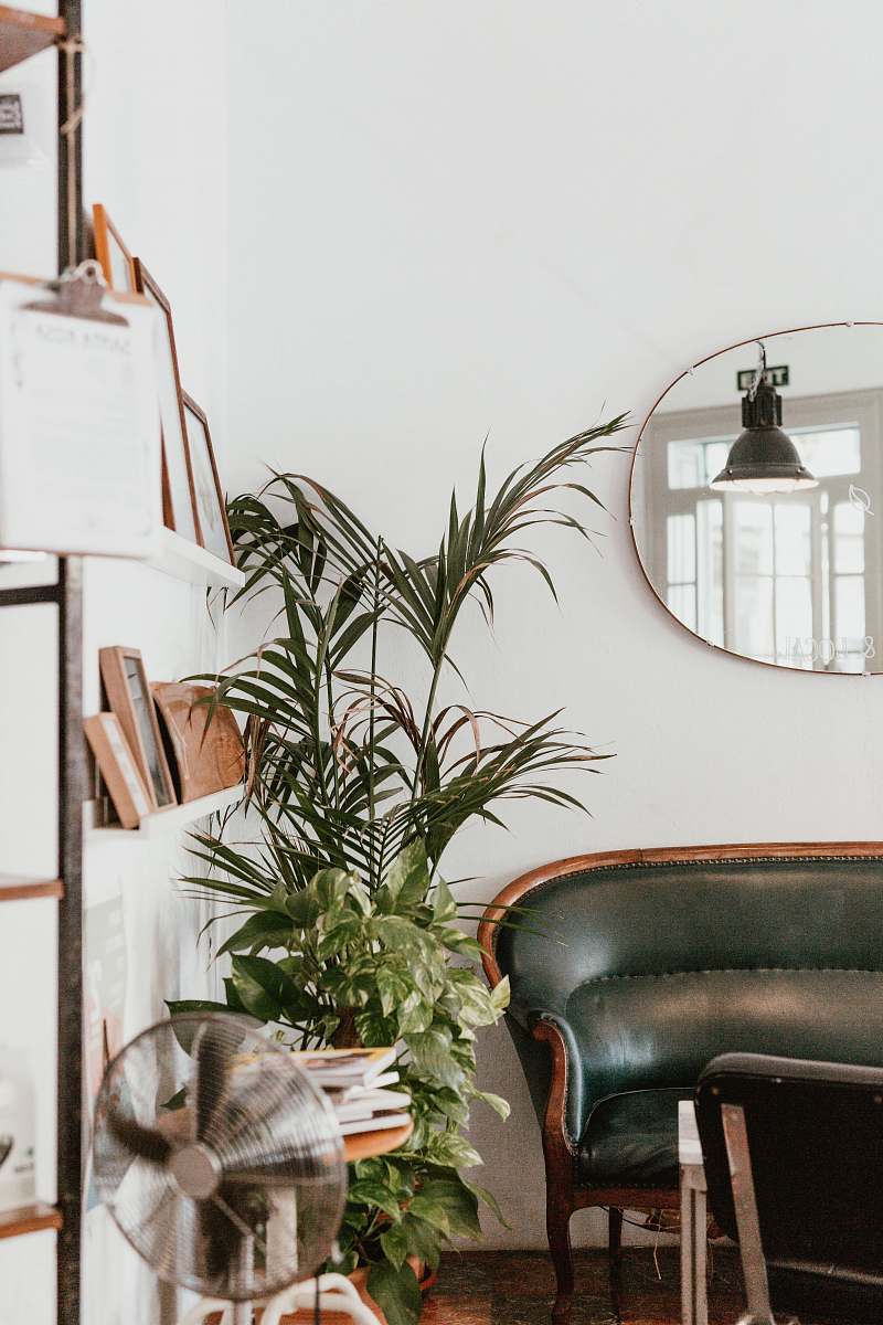 plant gray fan beside indoor green plants flora